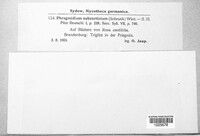 Phragmidium mucronatum image